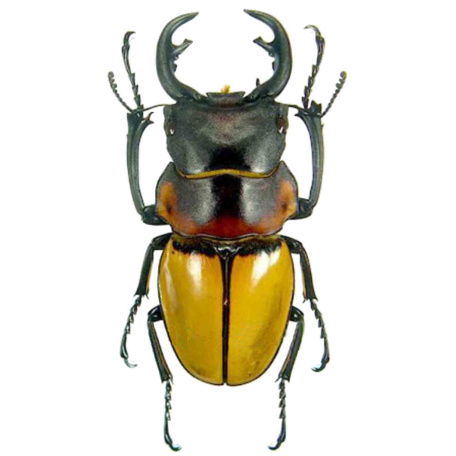 L'Arca di Noè - Odontolabis sommeri Cervo Volante Insetto